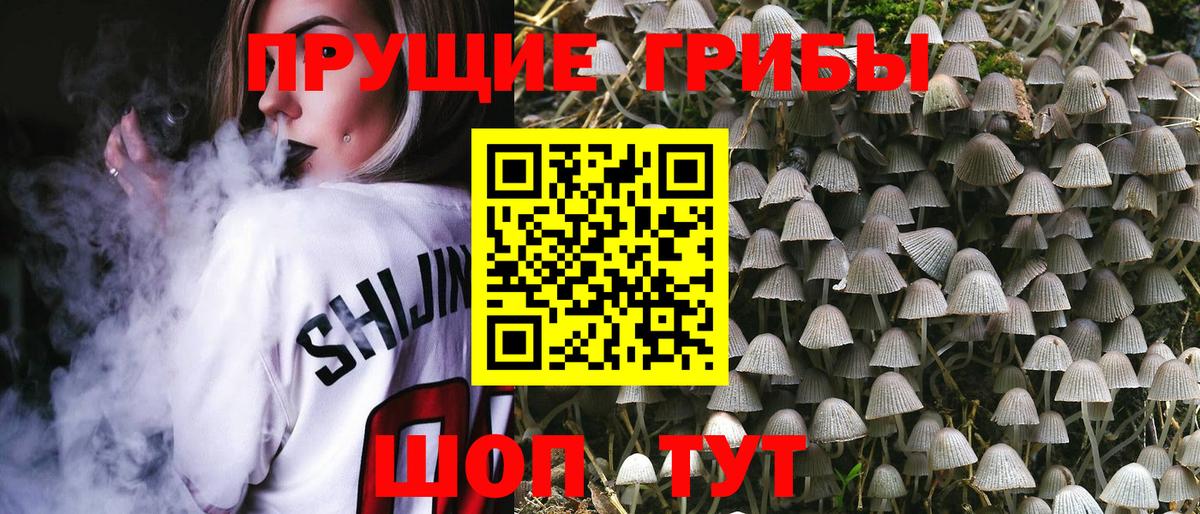 Псилоцибиновые грибы Psilocybine cubensis Киров